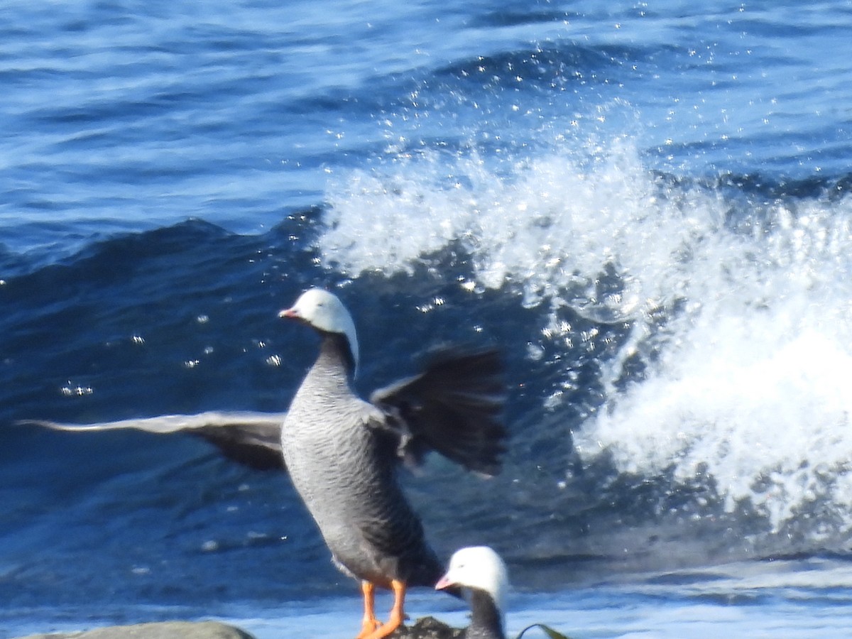 אווז קיסרי - ML652439537