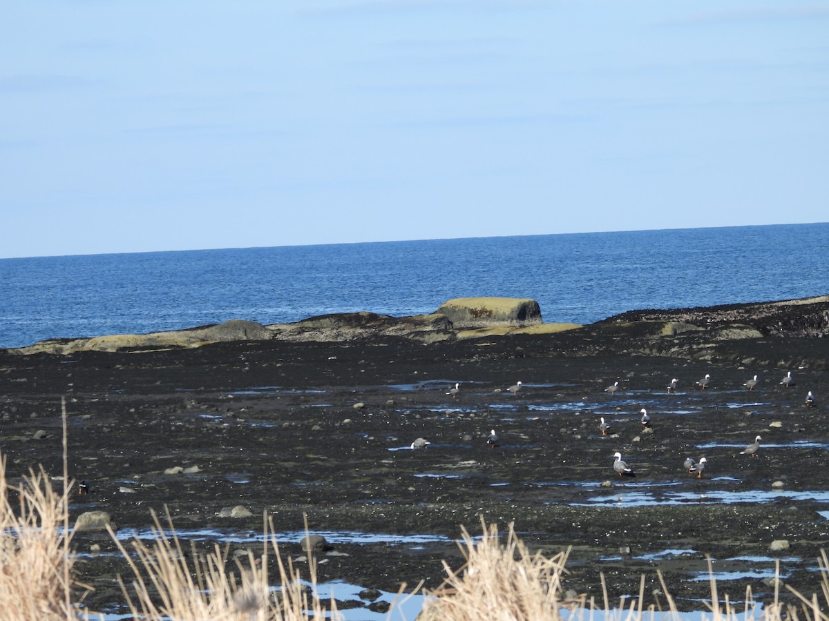 אווז קיסרי - ML652439550
