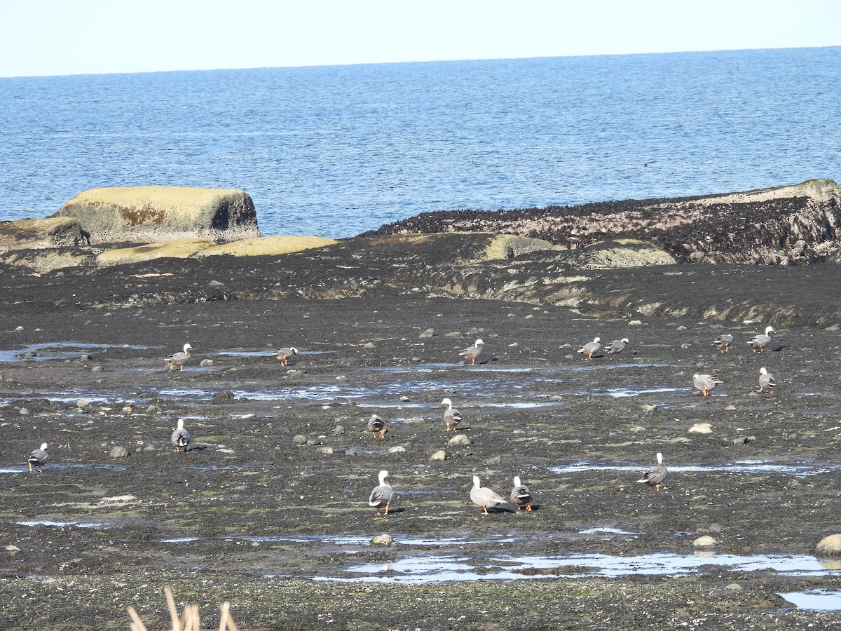 אווז קיסרי - ML652439551