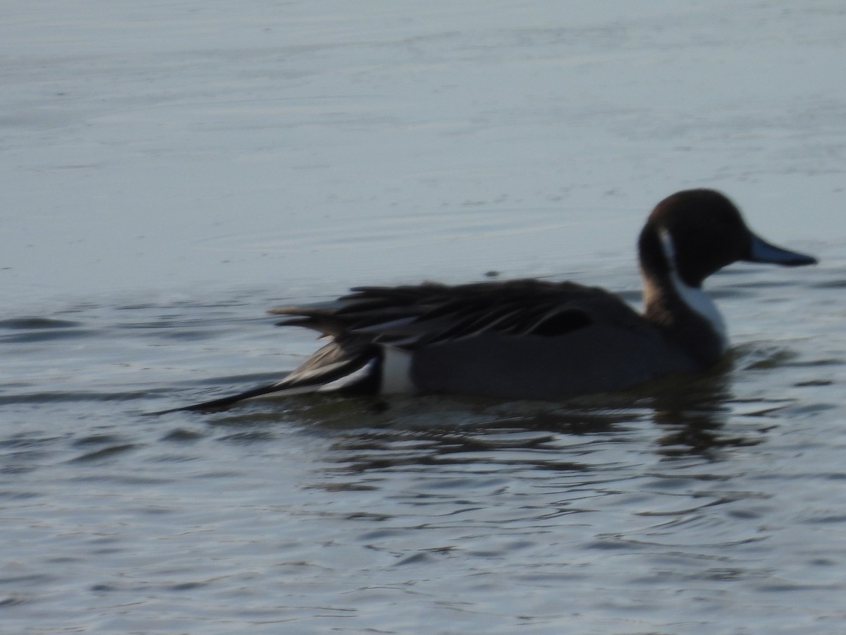 ברווז חד-זנב - ML652439564