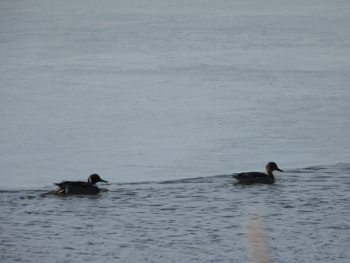 ברווז חד-זנב - ML652439565