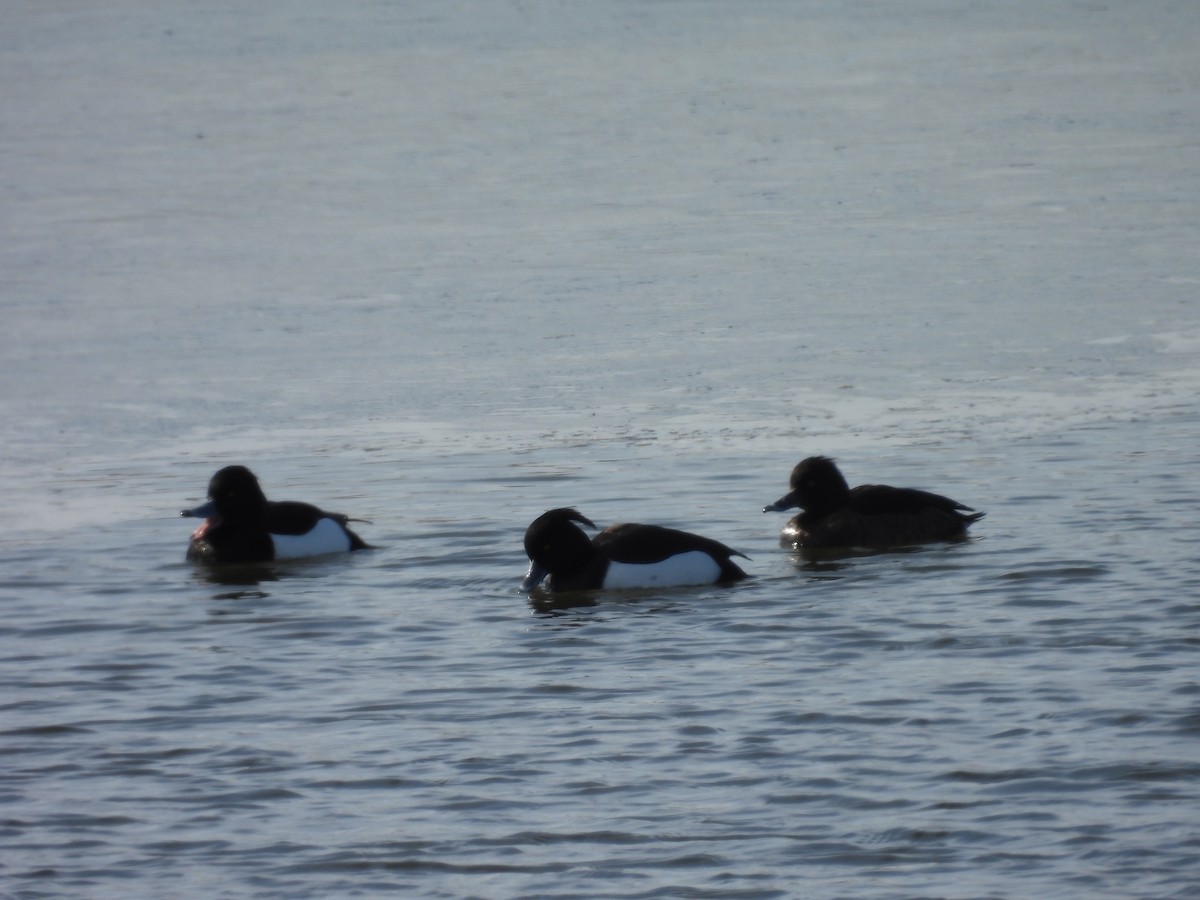 צולל מצויץ - ML652439623
