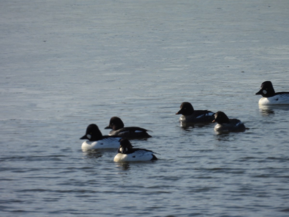 עבראש ירוק - ML652439643