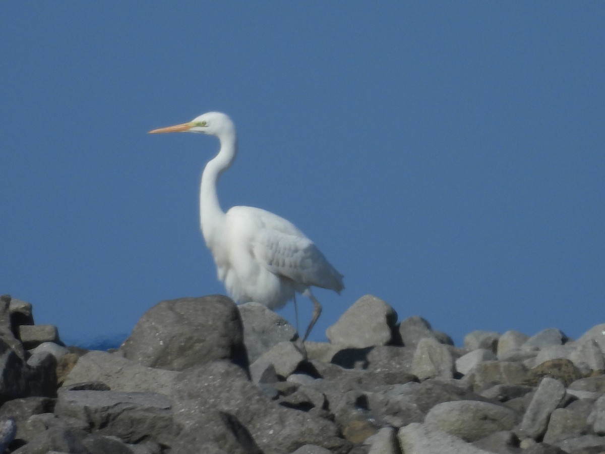 לבנית גדולה - ML652439670