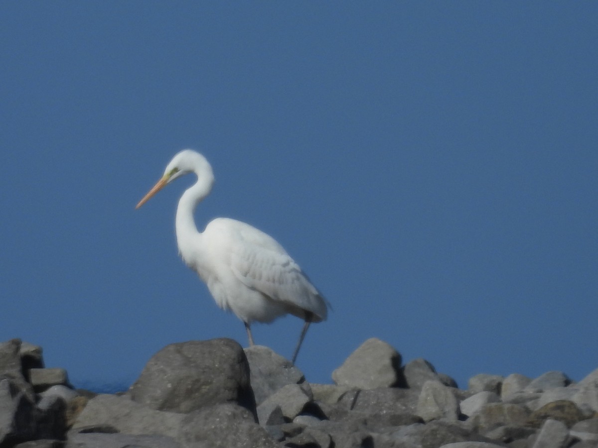 לבנית גדולה - ML652439671
