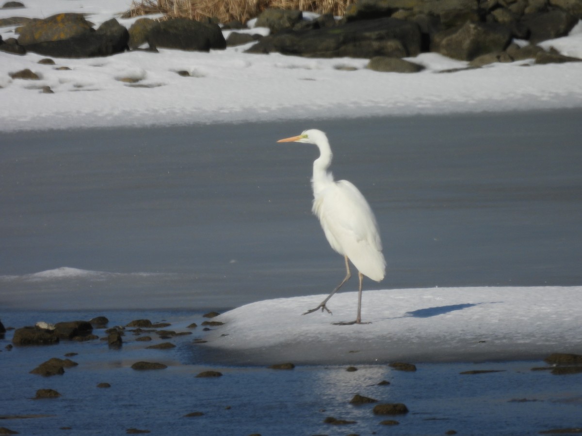 לבנית גדולה - ML652439672