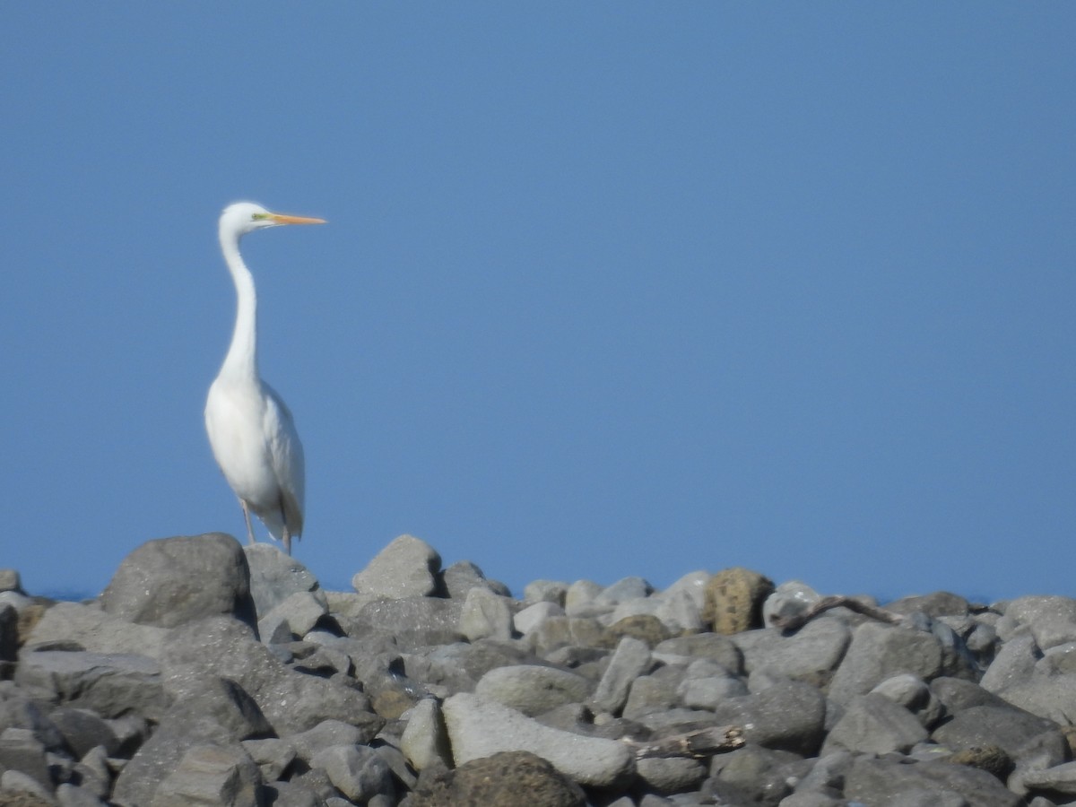 לבנית גדולה - ML652439673