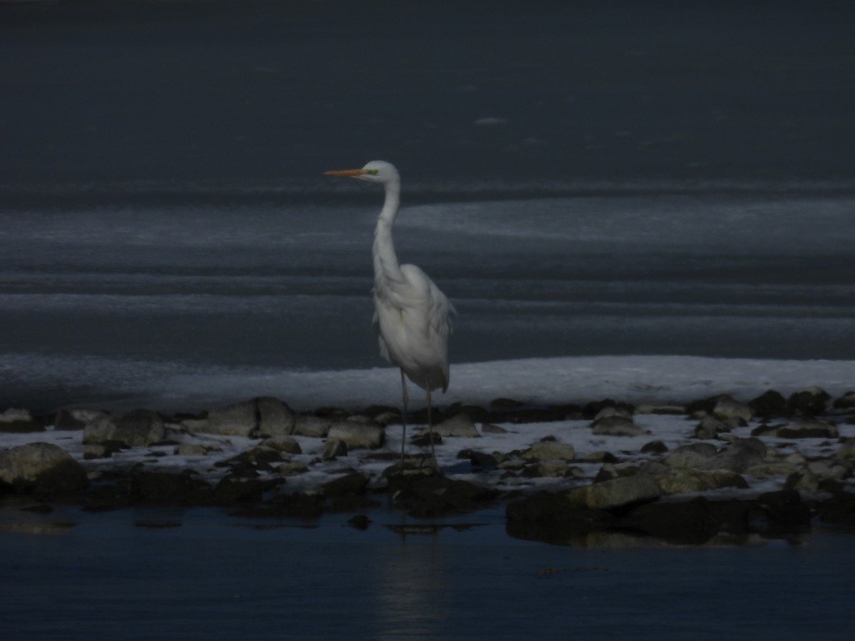 לבנית גדולה - ML652439674