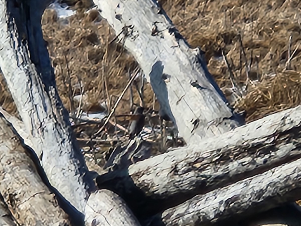 קיכלי אפור - ML652439702