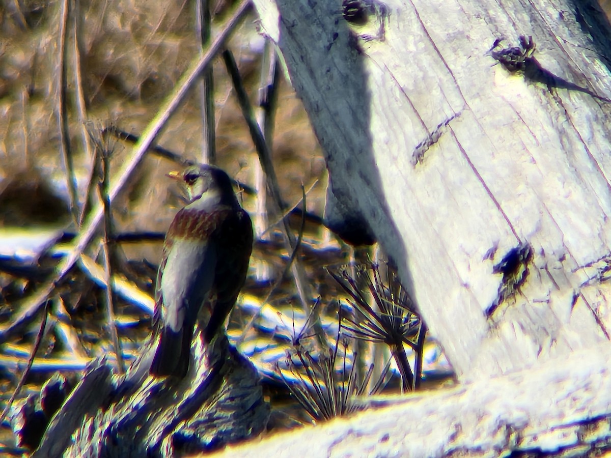 קיכלי אפור - ML652439703