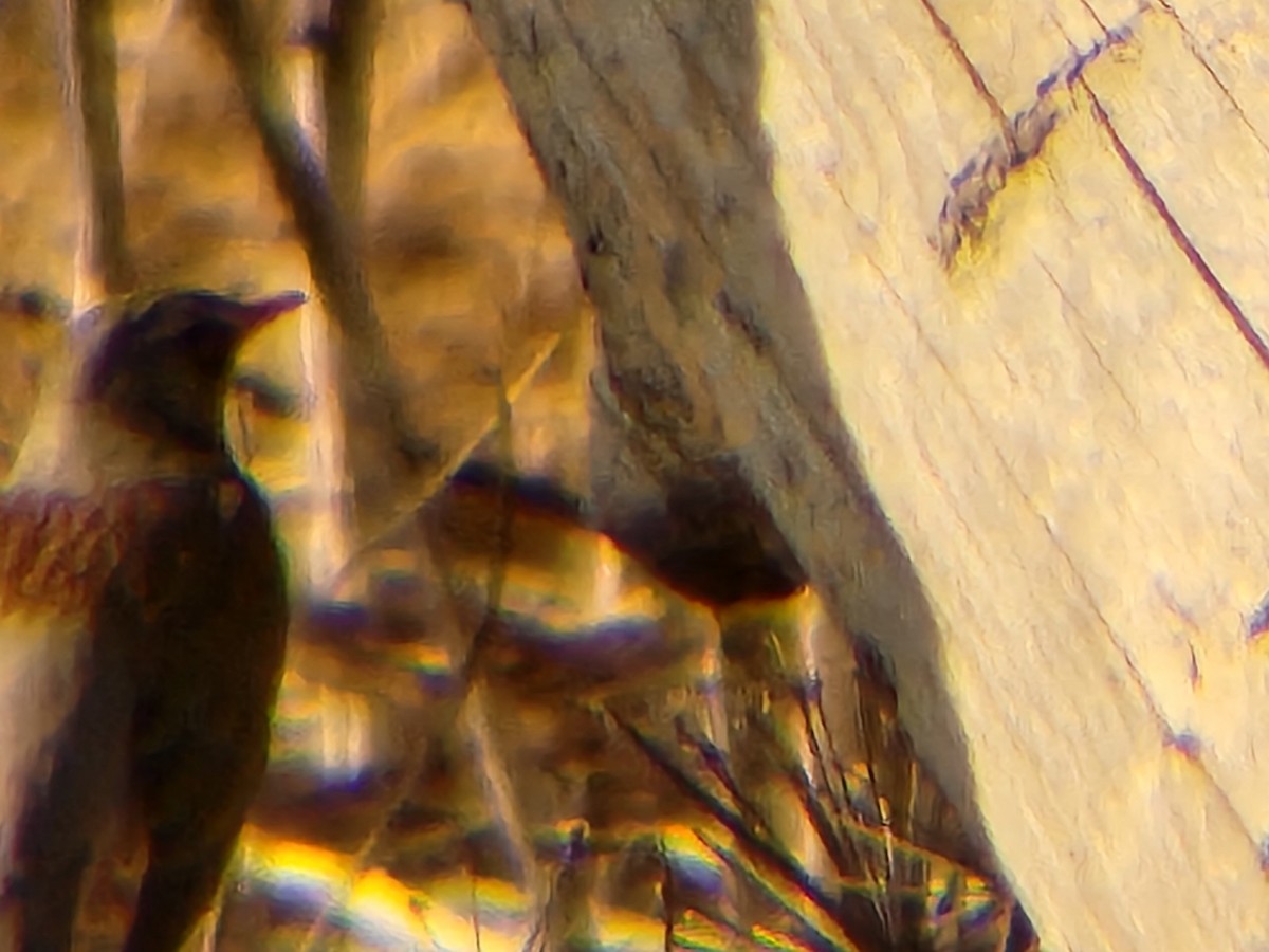 קיכלי אפור - ML652439704