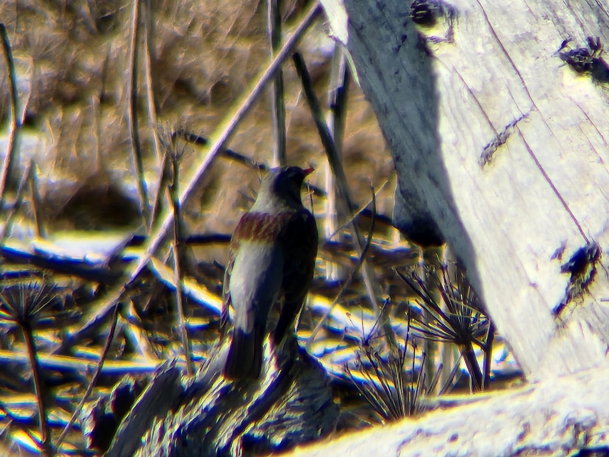 קיכלי אפור - ML652439705