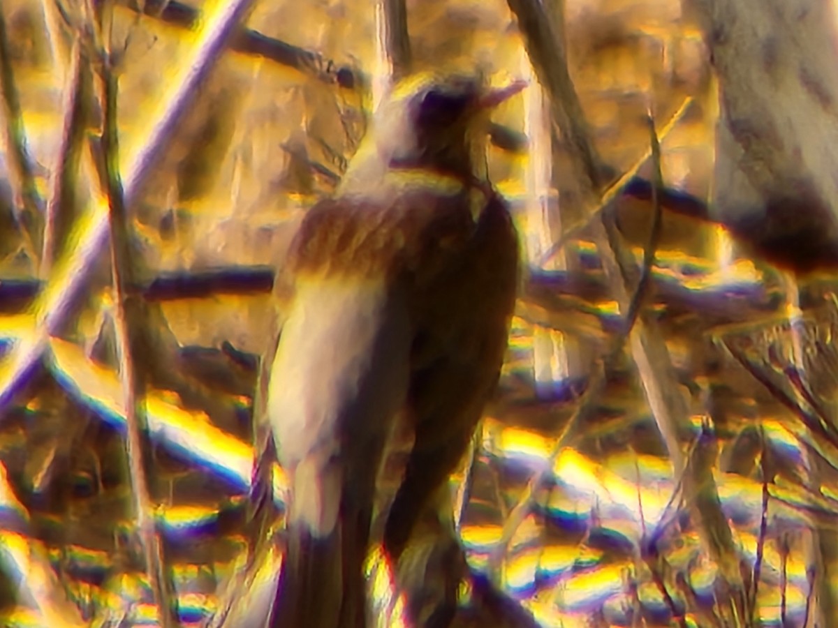 קיכלי אפור - ML652439706