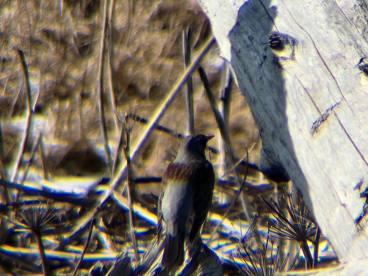 קיכלי אפור - ML652439707