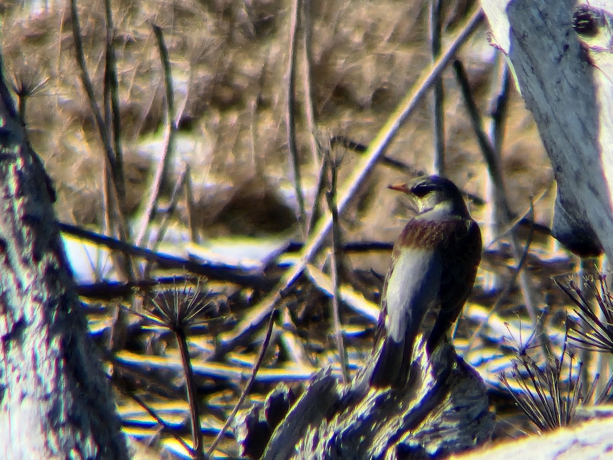 קיכלי אפור - ML652439708