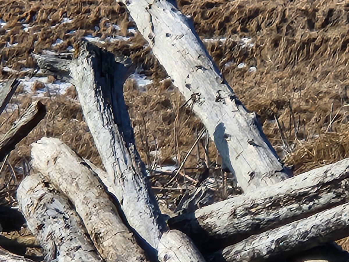 קיכלי אפור - ML652439709