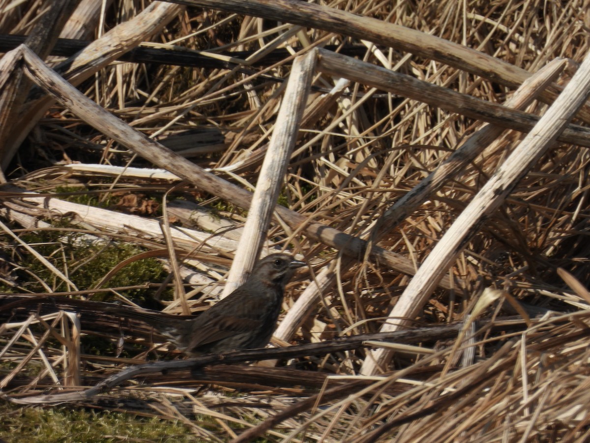 גיבתונית רוננת - ML652439732