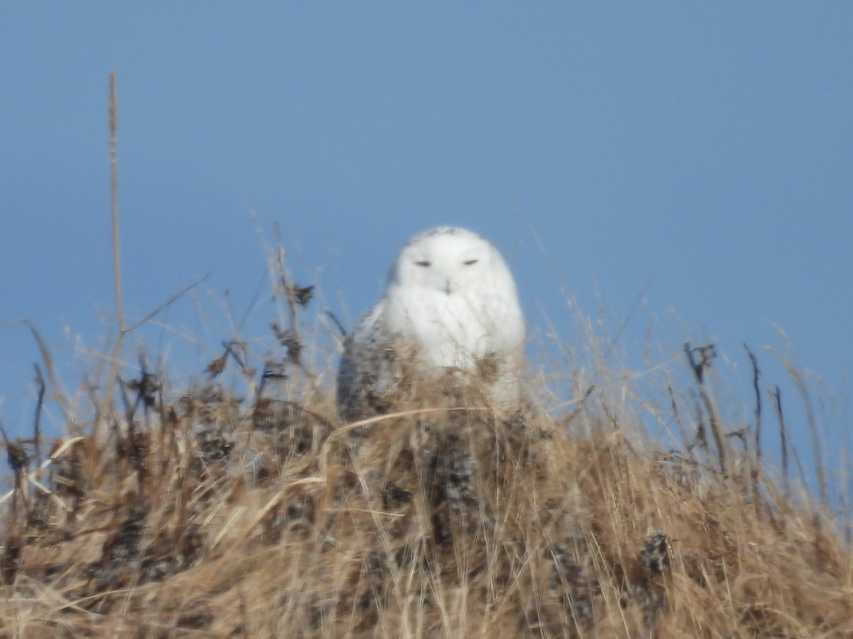 לילית שלג - ML652439753