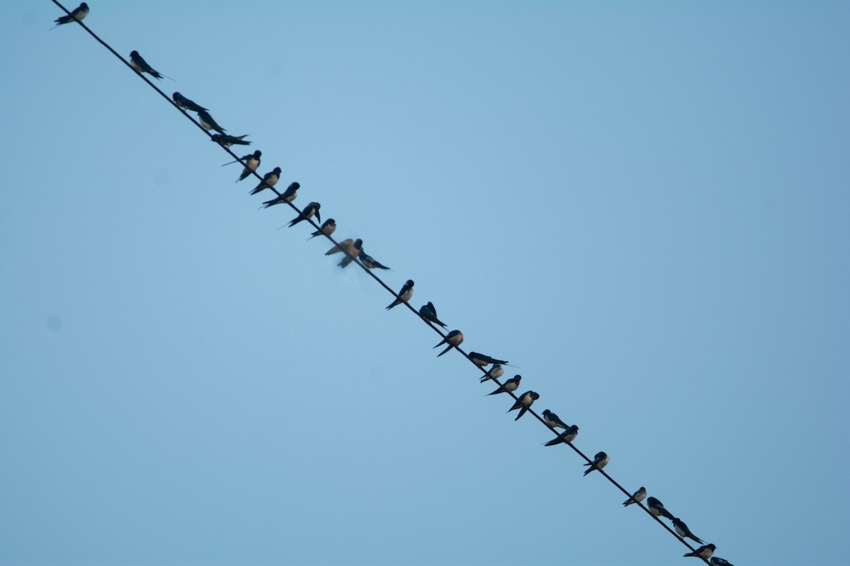 låvesvale - ML652439892