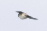 Cliff Swallow - ML65244001