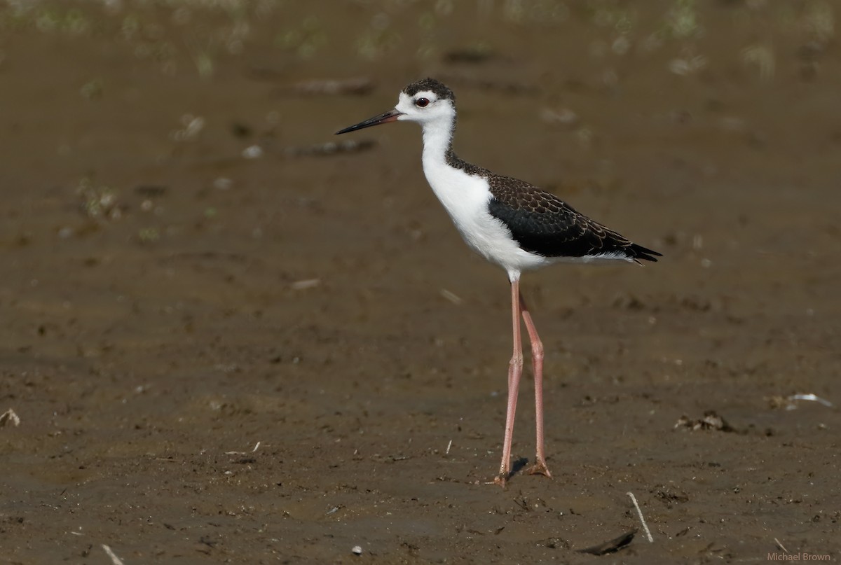 Black-necked Stilt - Michael Brown