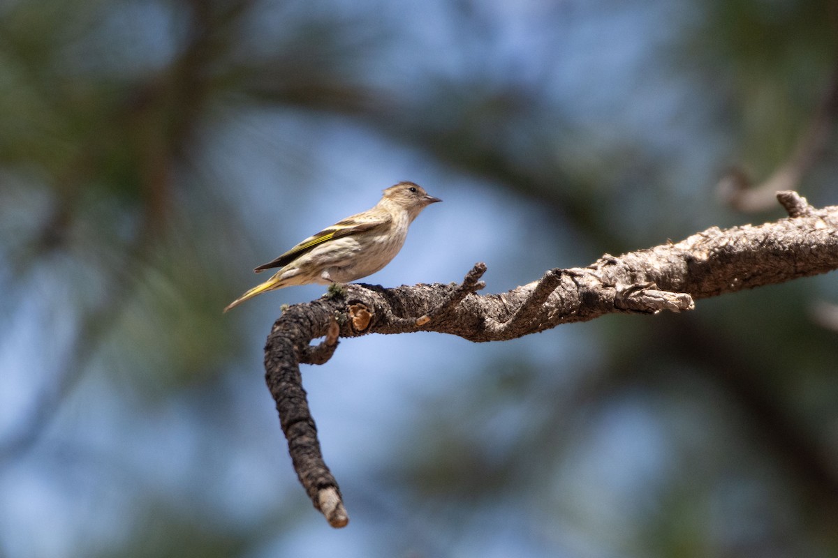 Pine Siskin - ML652440254