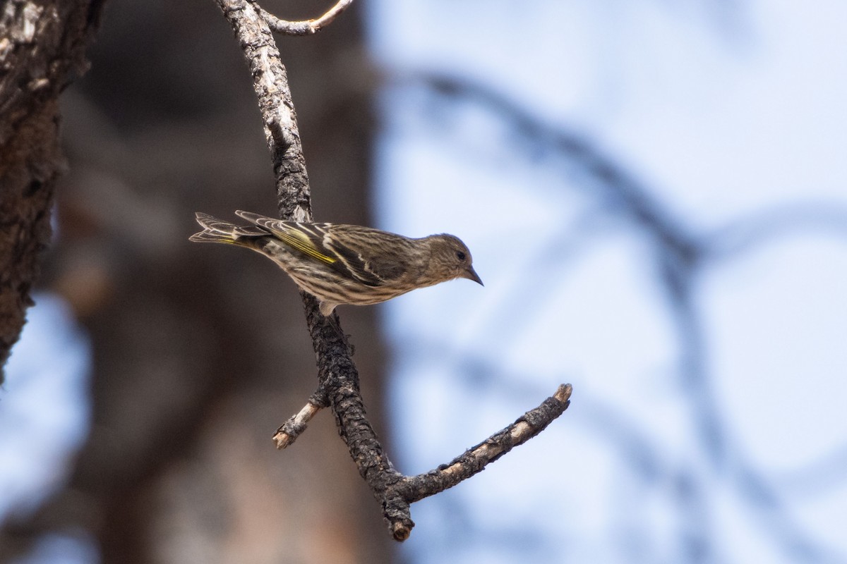 Pine Siskin - ML652440259