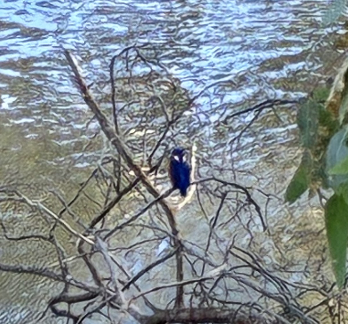 Azurzwergfischer - ML652440439