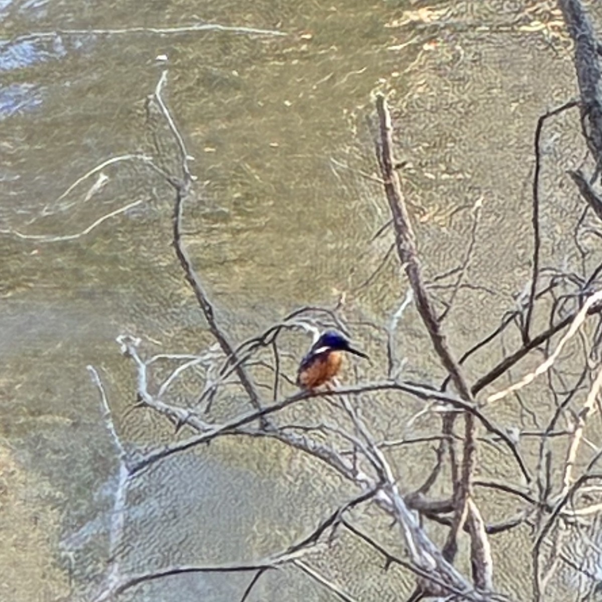 Azurzwergfischer - ML652440440