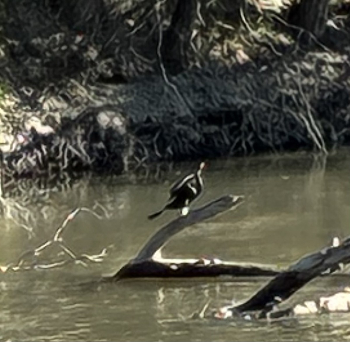 Austral-Schlangenhalsvogel - ML652440557