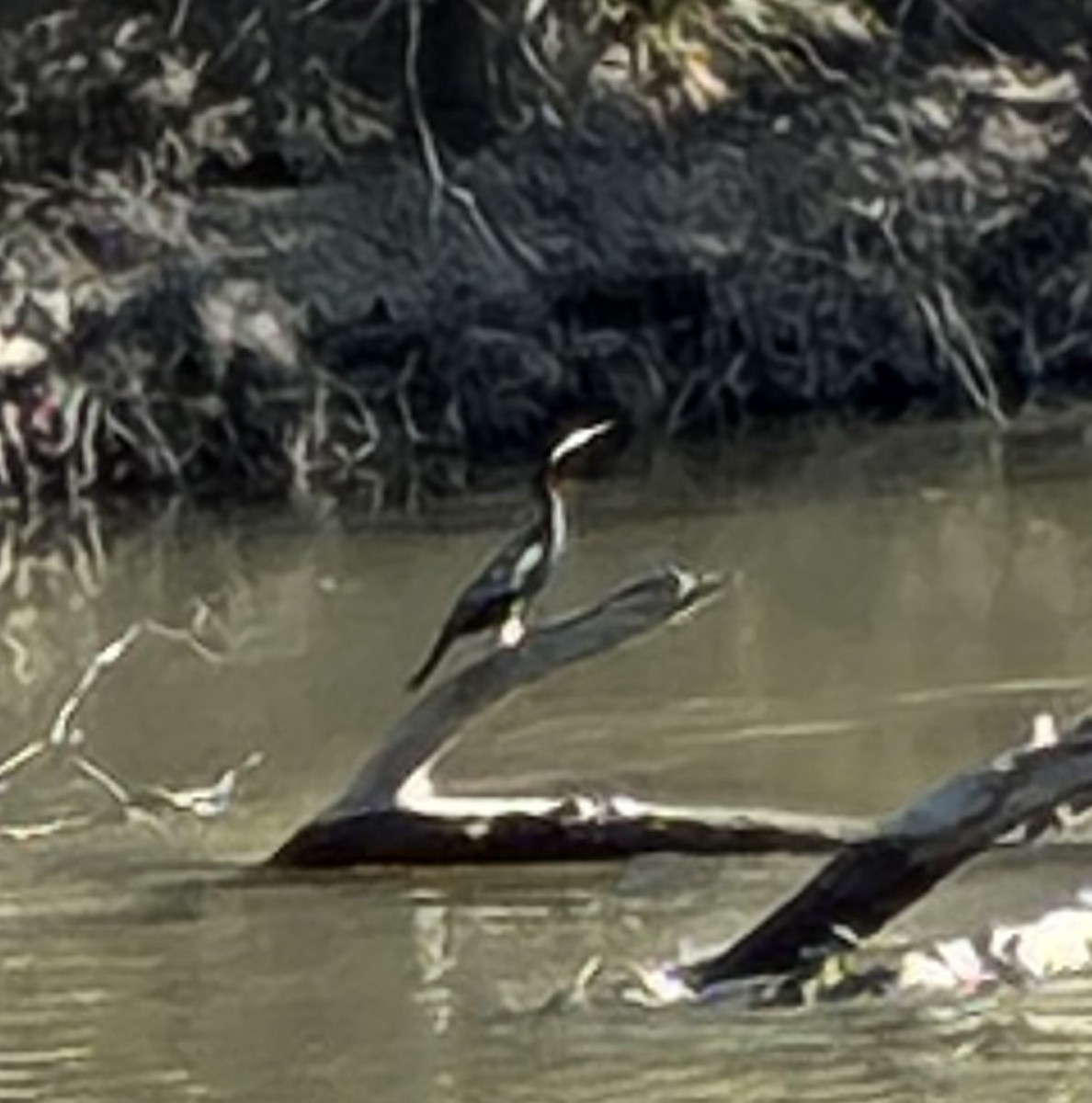 Austral-Schlangenhalsvogel - ML652440558