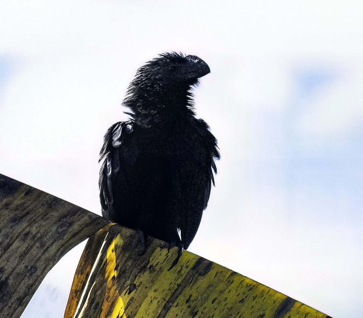 Smooth-billed Ani - ML652440571