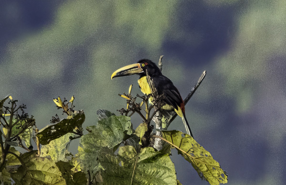 Pale-mandibled Aracari - ML652440604