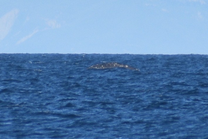 Grey Whale - ML652440784