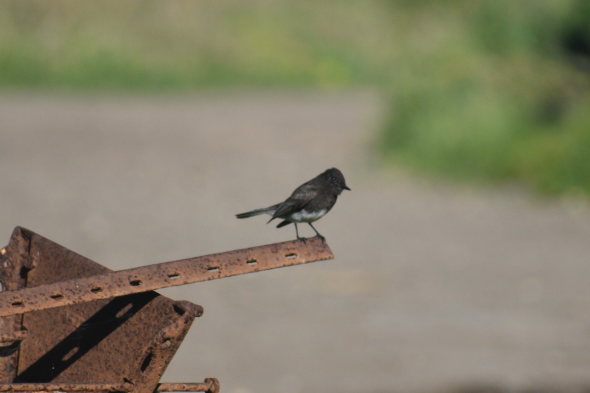 Black Phoebe - ML652440853