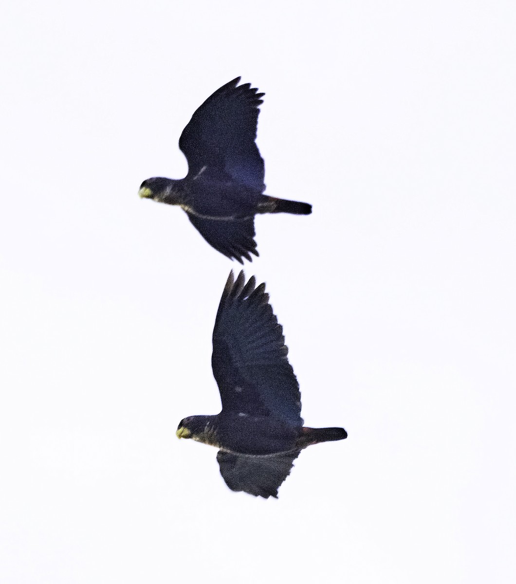 Bronze-winged Parrot - ML652440857