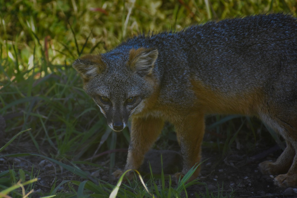 Island Fox - ML652440866