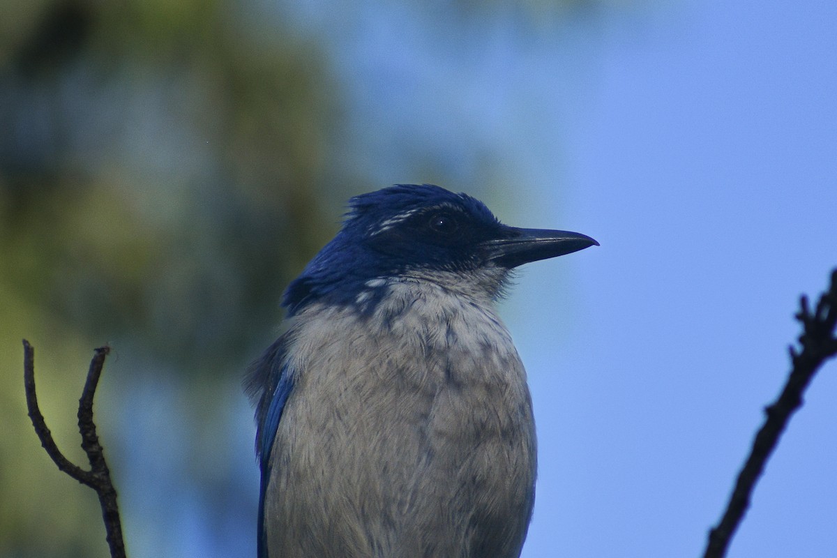 Island Scrub-Jay - ML652440900