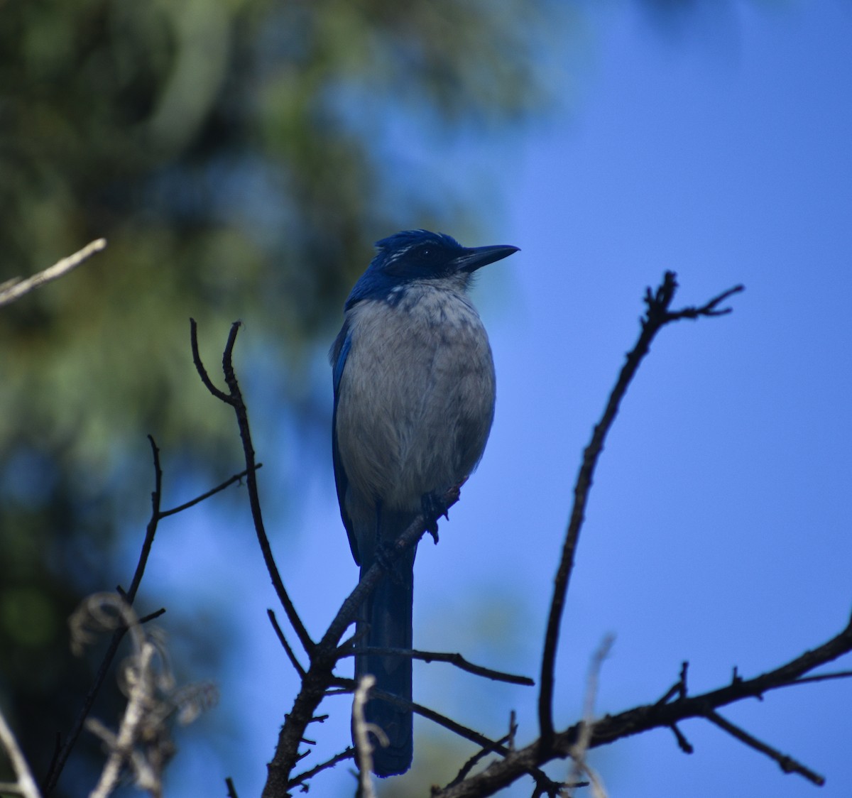 Island Scrub-Jay - ML652440902