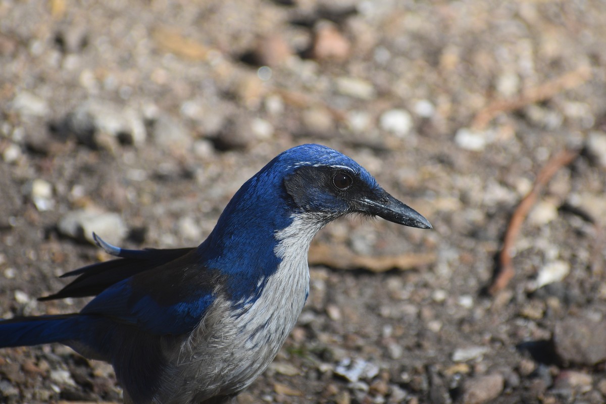 Island Scrub-Jay - ML652440903