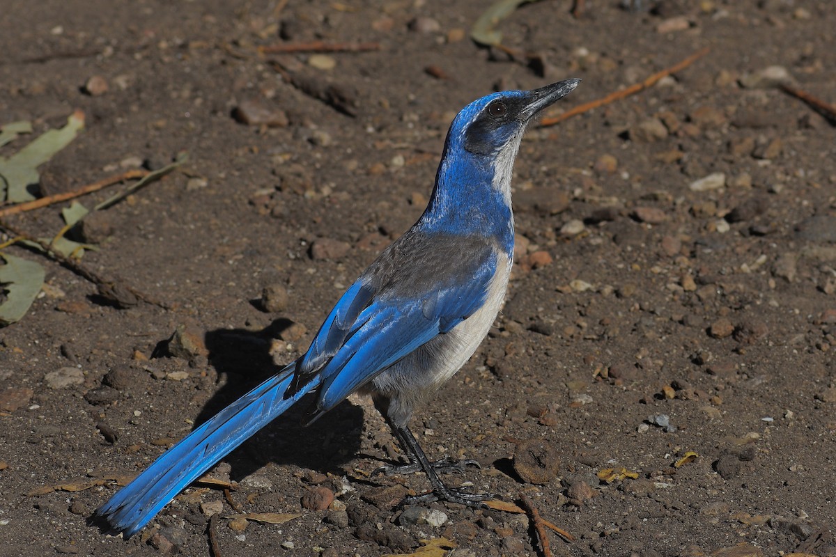 Island Scrub-Jay - ML652440905