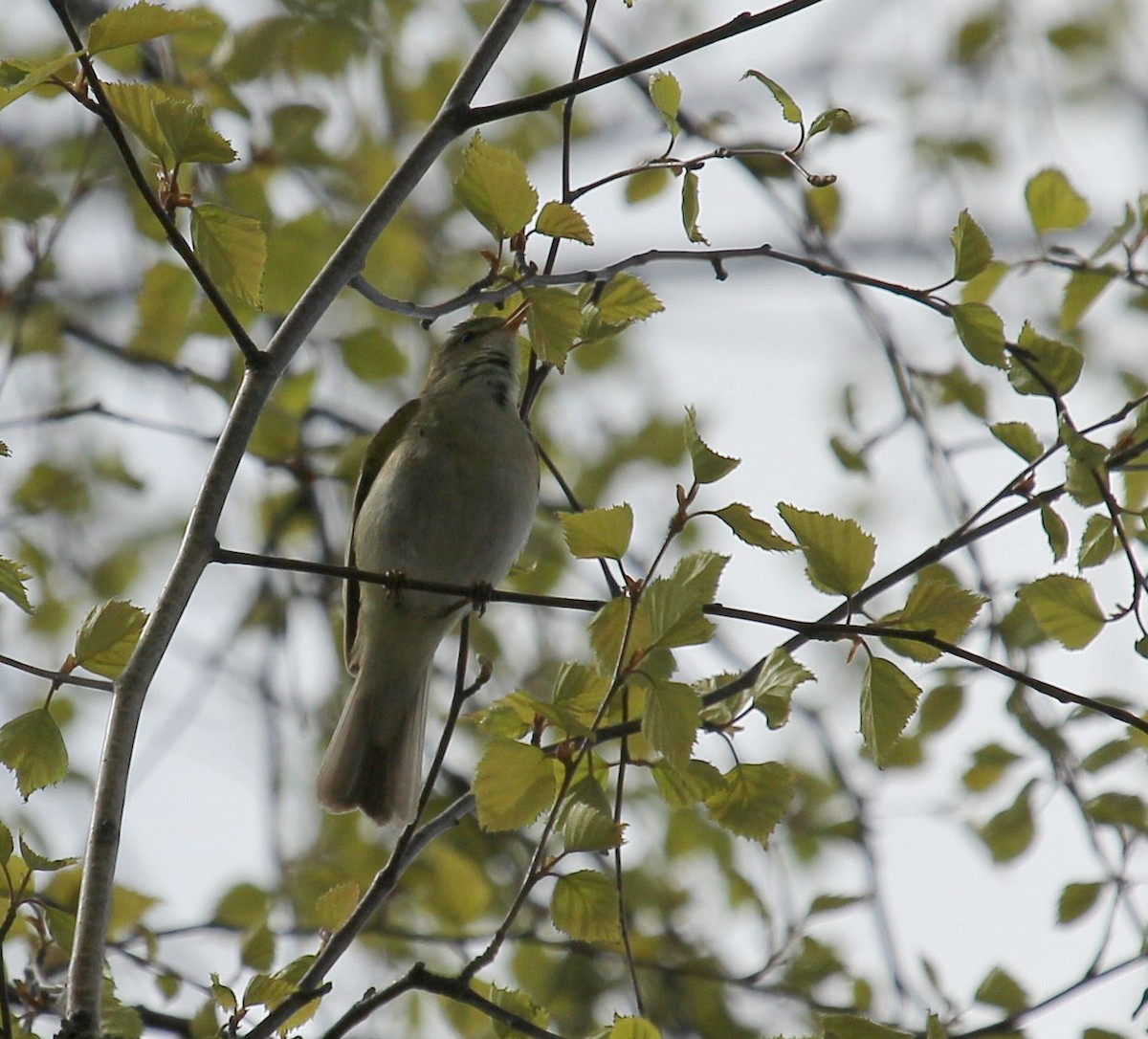 Willow Warbler - ML65244091