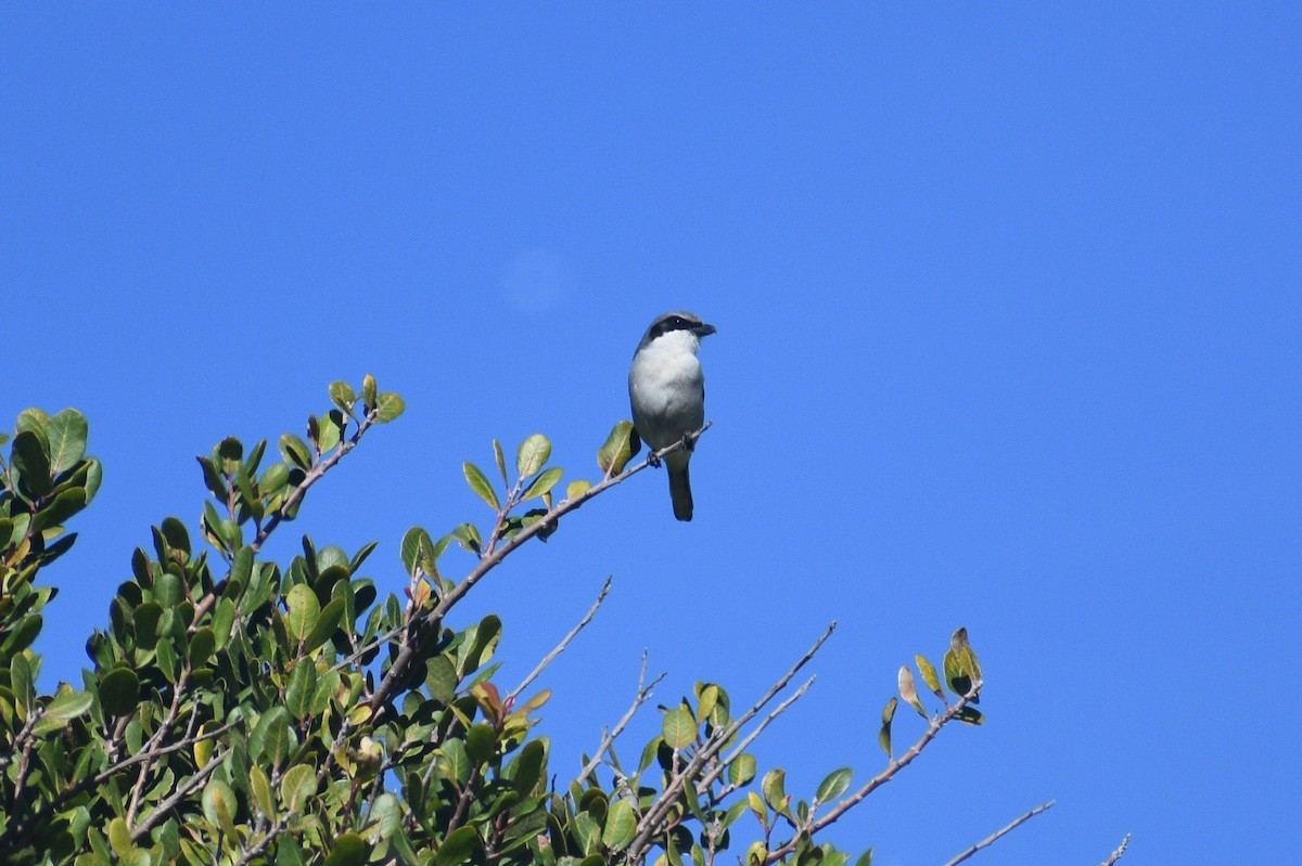 Loggerhead Shrike - ML652440961