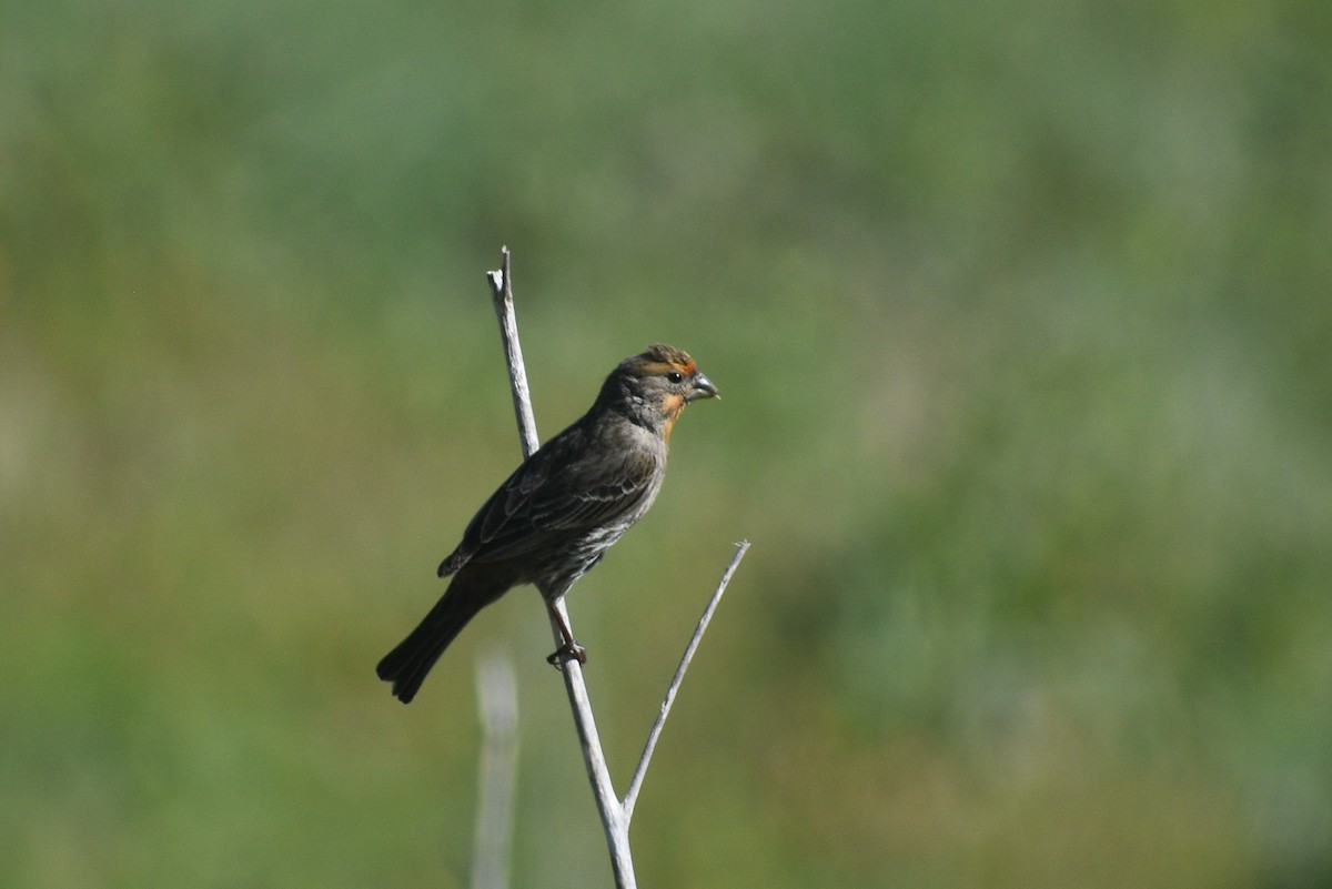 House Finch - ML652440962