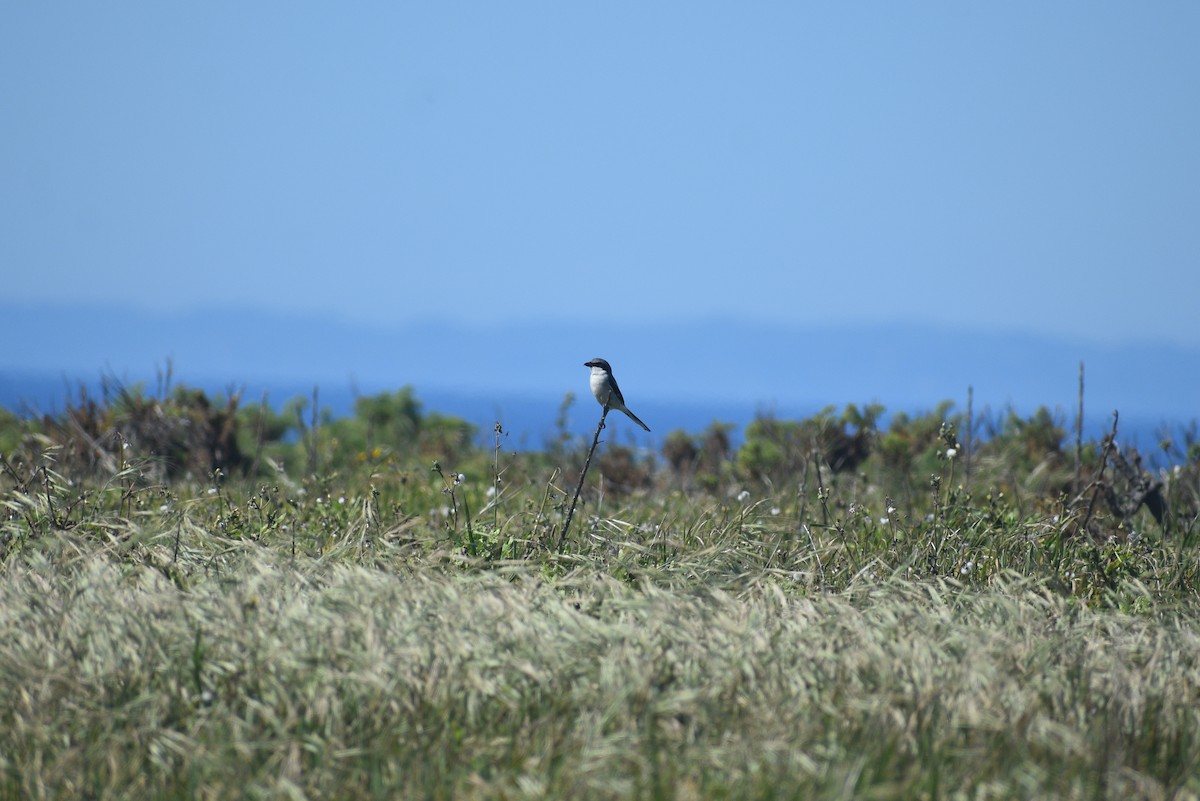 Loggerhead Shrike - ML652440976