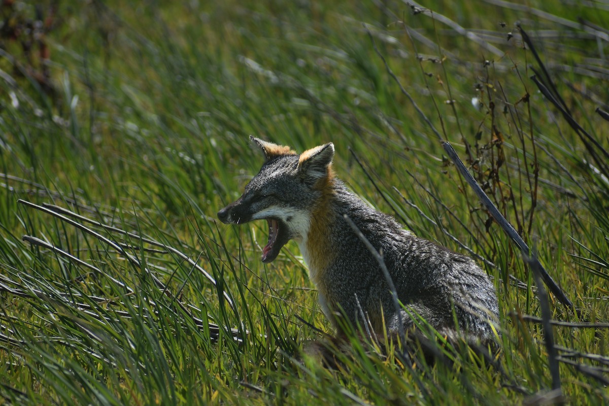 Island Fox - ML652440981