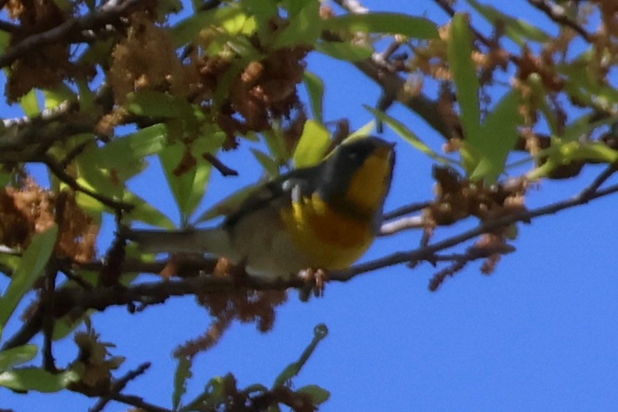 Northern Parula - ML652440999