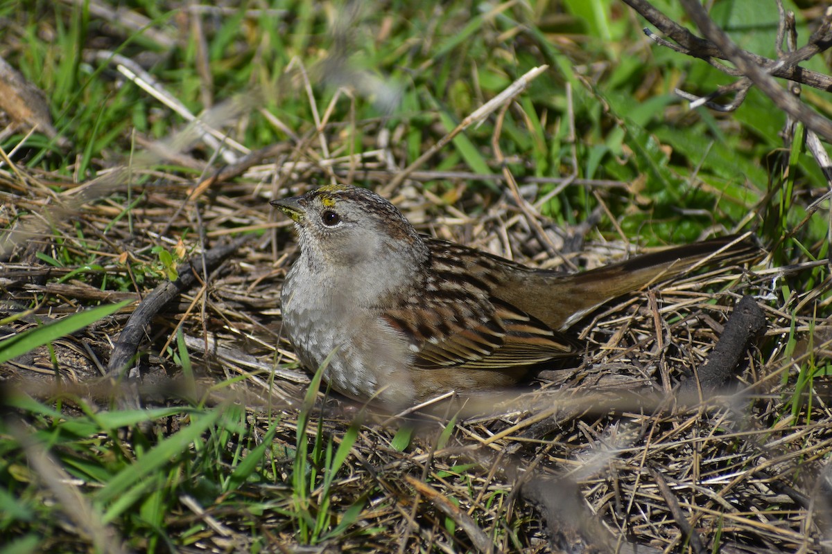 노랑정수리멧새 - ML652441034