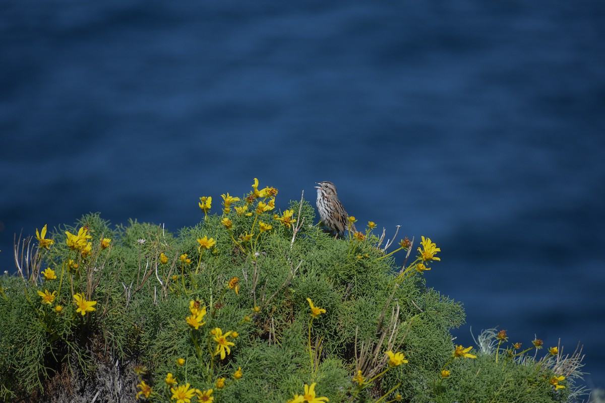 Song Sparrow - ML652441053