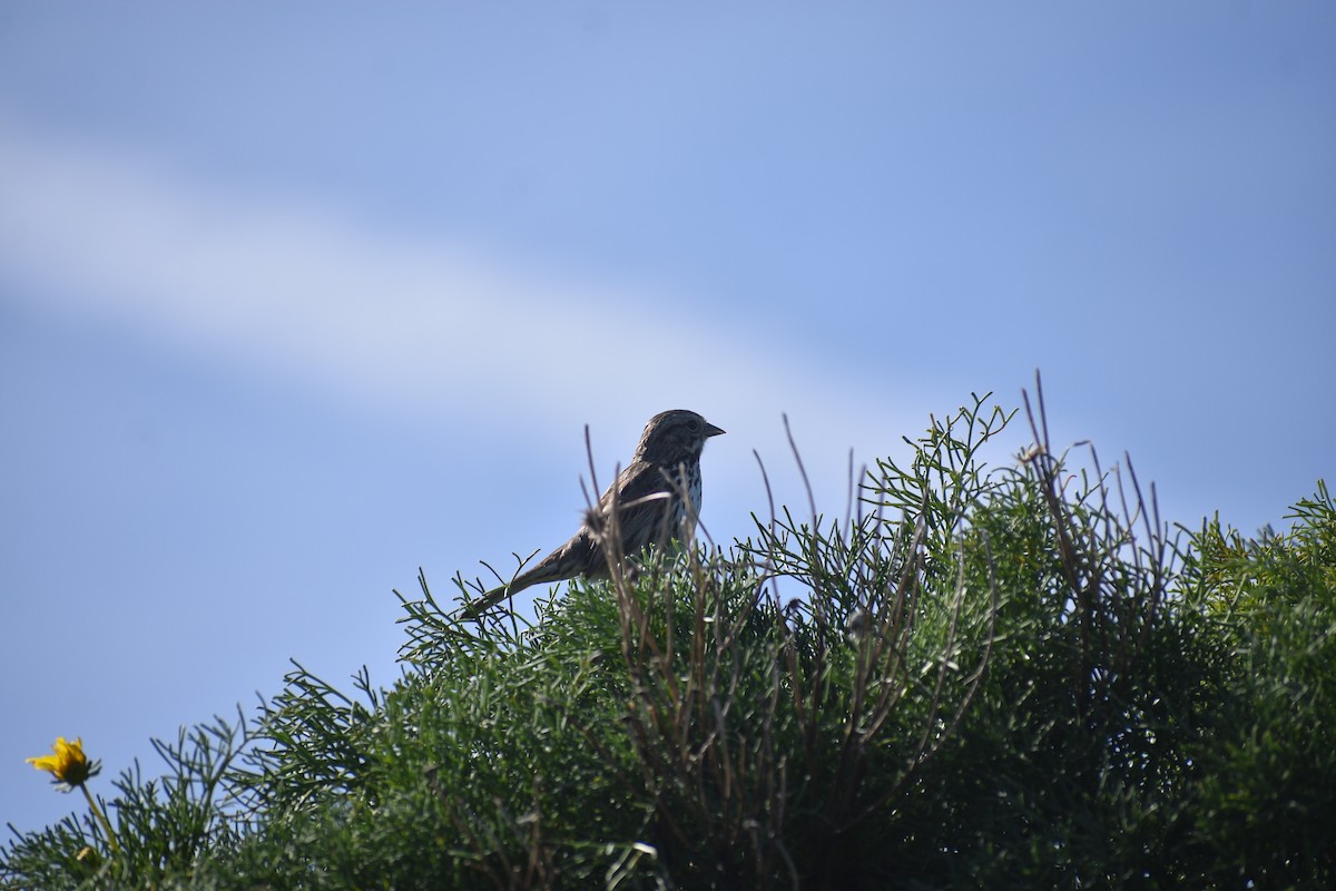 Song Sparrow - ML652441054